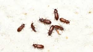 most common bugs in granada hills california