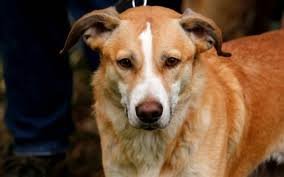 dogs rescued from hoarder in mississippi 2011